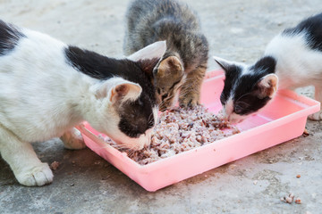 homeless cat and little kitty eating rice on dish