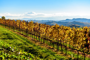 Obraz premium Autumn in northern italy region called langhe with colorful wine