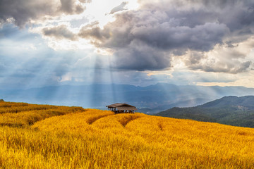 Fototapeta na wymiar Beautiful landscape of rice terrace view, Chiang Mai, Northern Thailand