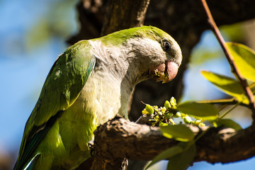 M&ouml;nchssittich auf einem Ast