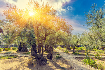 Naklejka premium Ogród Oliwny Getsemani, położony u podnóża ul