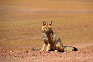 Fototapeta premium Andean fox, lycalopex culpaeus, also known as culpeo, zorro culpeo or andean wolf. Near Paso Sico, Atacama desert, Chile