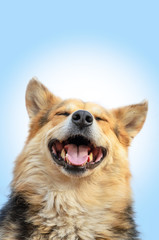 happy shaggy dog closed his eyes in pleasure on a blue background