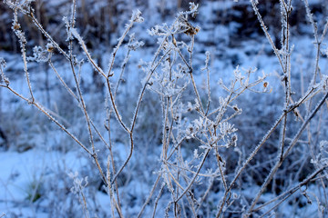 Hoar frost on plant closeup