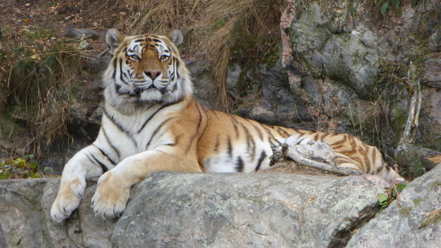 Amurtiger