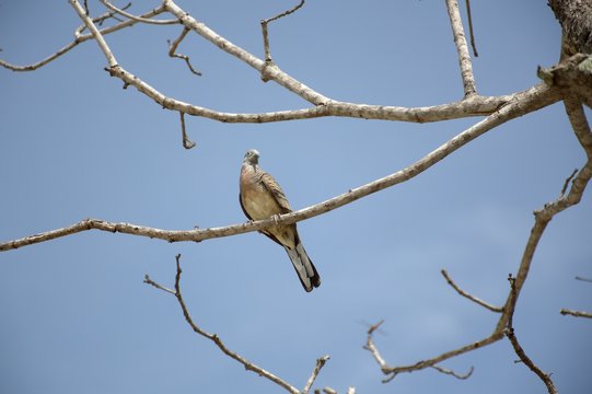 close up small bird on branch tree