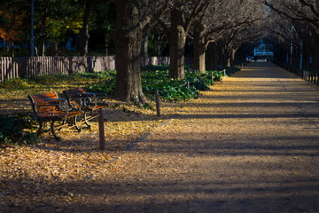 明治神宮外苑銀杏並木　冬
