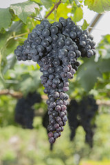black grape in the winery yard
