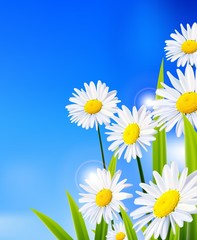 White daisy flowers with blue background