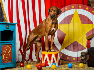 Rhodesian Ridgeback circus actor in front of a target