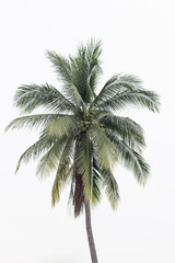 Fototapeta na wymiar Three coconut palm trees isolated on white background