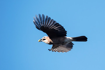 Jay, Garrulus glandarius