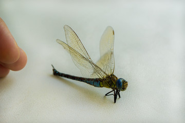 Hairy dragonfly Brachytron pratense
