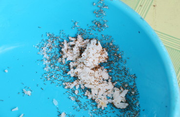 ants feeding and carry rice to nest from pet bowl