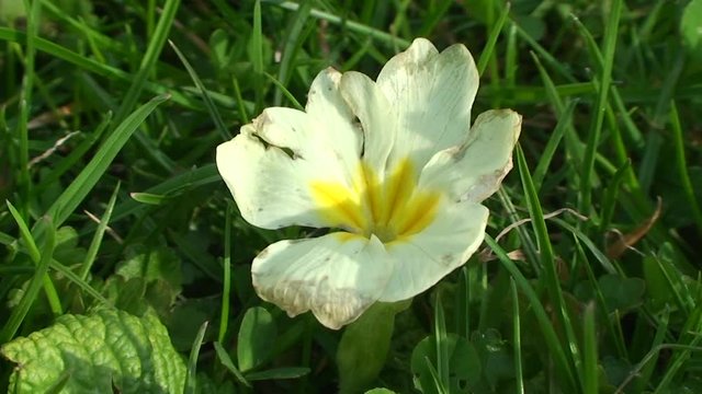 Eine einsame Schl&uuml;sselblume im gr&uuml;nen Gras