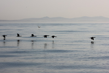 Silhouettes of a flock of Cormorants flying low over the sea.