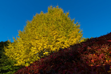 紅葉・黄葉・青空