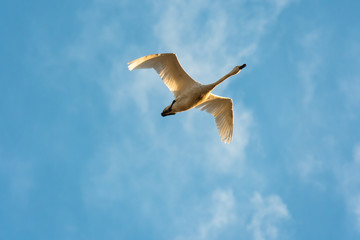Fototapeta na wymiar 朝日を浴びて飛ぶ白鳥
