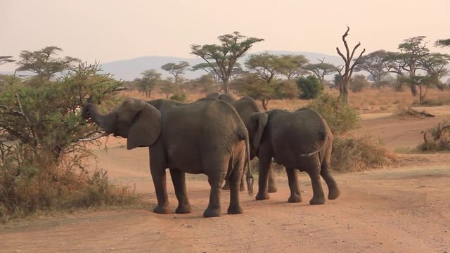 Elephant dans le parc du Serengeti, Tanzanie
