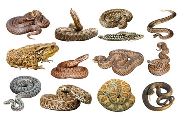 collection of herpetofauna over white