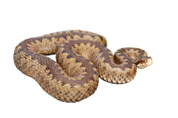 common european viper over white