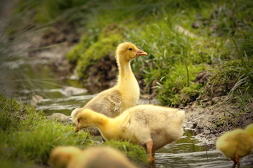 cute ducklings