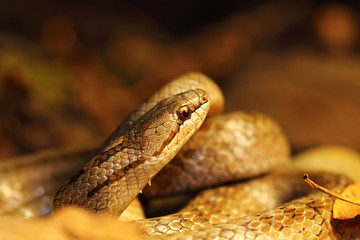 detail of smooth snake in autumn forest ground
