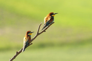 european bee eaters perched on branch