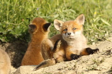 european fox cubs