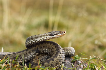 female common adder ready to strike