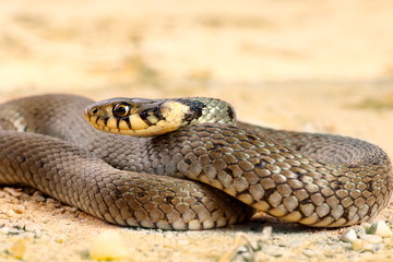 grass snake close up