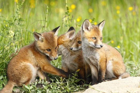 family of young foxes