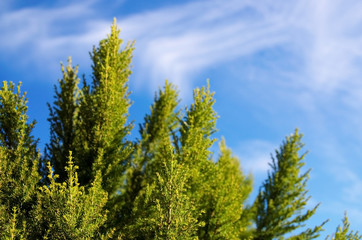  Natural Christmas tree branches against blue sky.Blurred style background. Copy space