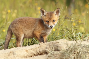 Naklejka na ściany i meble young common european fox