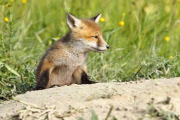 Naklejka na ściany i meble young red fox closeup