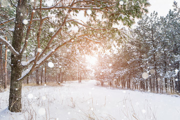 Winter snowy forest. Snowfall.
Snow on the branches of trees. Winter background.
