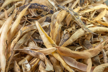 dry bean pods (phaseolus vulgaris), selective focus on common navy yellow dry bean vegetable, perfect background for your concept or project