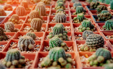 Cactus Flowers in pots , colorful flowers pots, flowers shop