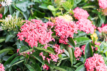 ixora plant pink