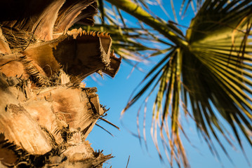 Fächerpalme am Strand