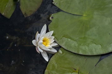 Small pond with water lillys