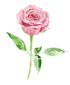 cute pink rose on white background. watercolor painting