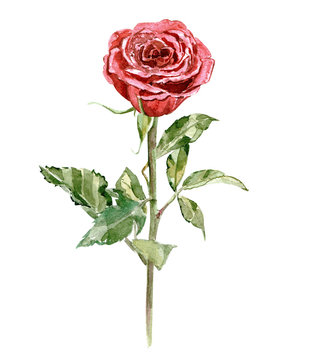 stylised red rose on white background for your design. watercolo