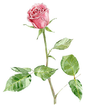 pink rose. watercolor painting