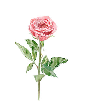 rose on white background. watercolor painting
