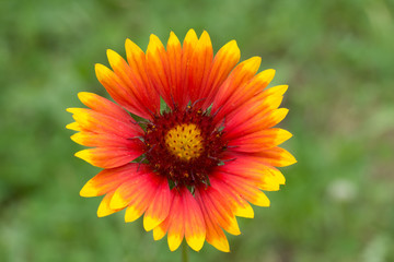 Closeup of an multicolored flower Gaillardia pulchella