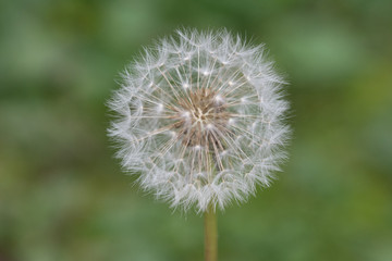Closeup of a dandelion seeds