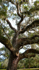 an old oak tree covered with Spanish moss in South Carolina