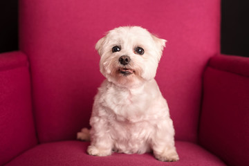 Cute West Highland White Terrier sitting on a pink armchairs