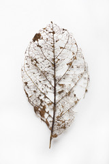 Dried Leaf Skeleton isolated on white background.